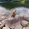 animal, calm, canine, dog, forest, grass, lake, landscape, nature, outdoor, peaceful, pet, rock, scenic, small_dog, summer, trees, water, wildlife, yorkshire_terrier