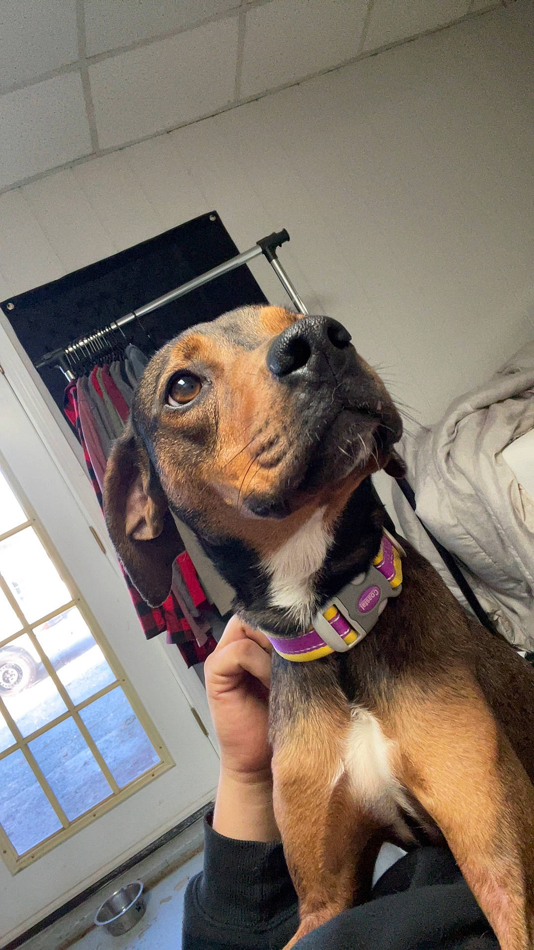 Milli is registered to the contest to win money with this photo: carnivore, collar, companion_dog, dog, dog_breed, dog_collar, dog_supply, ear, fawn, fur, jaw, leash, pet_supply, selfie, smile, snout, sporting_group, whiskers, window, working_animal