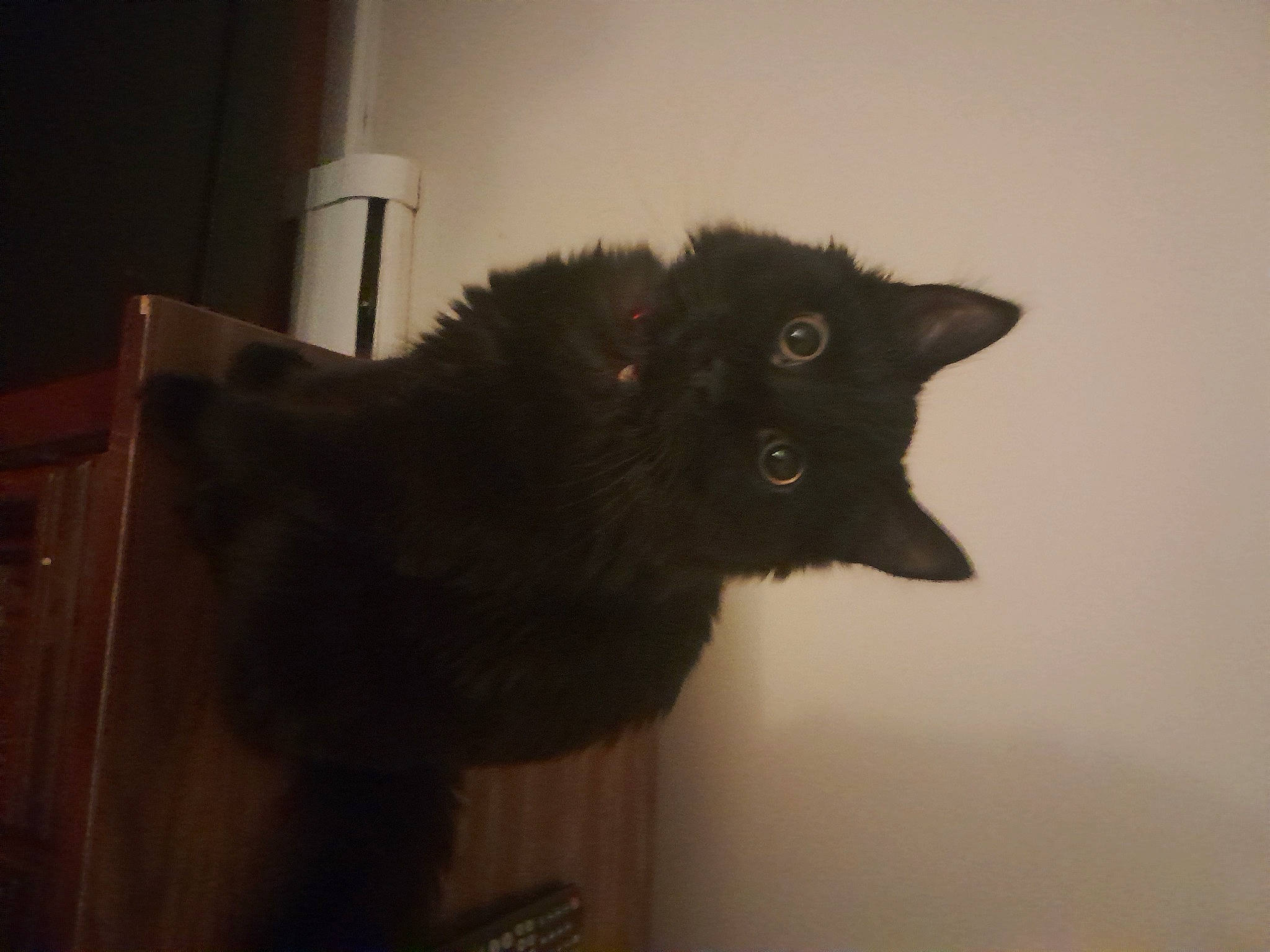 Nono is registered to the contest to win money with this photo: black_cat, bombay, carnivore, cat, domestic_short_haired_cat, felidae, flooring, fur, room, small_to_medium_sized_cats, snout, tail, terrestrial_animal, whiskers, window