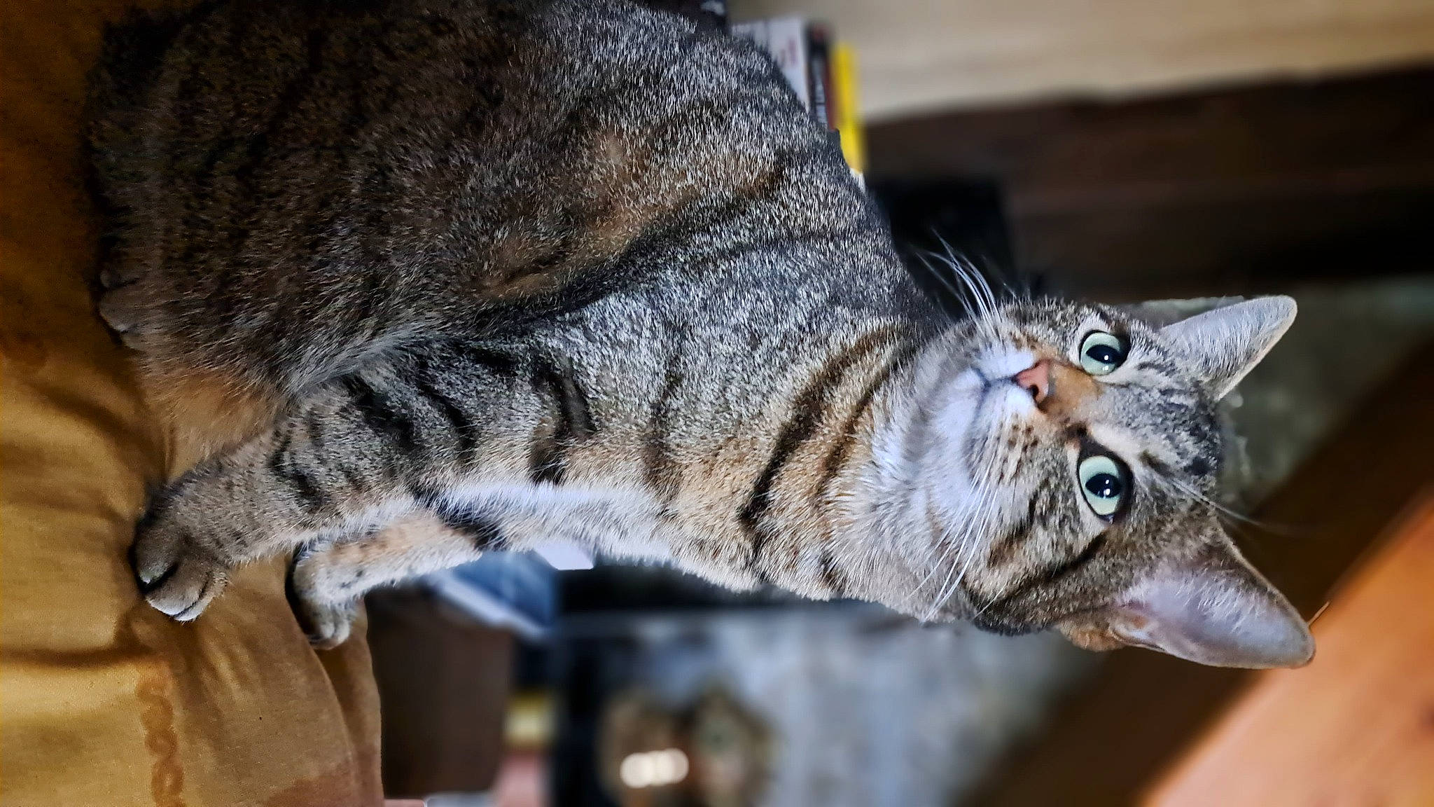 Réglisse participe au concours pour gagner de l'argent avec cette photo : carnivore, cat, claw, close_up, domestic_short_haired_cat, felidae, fur, paw, small_to_medium_sized_cats, snout, tail, terrestrial_animal, tree, whiskers, wildlife