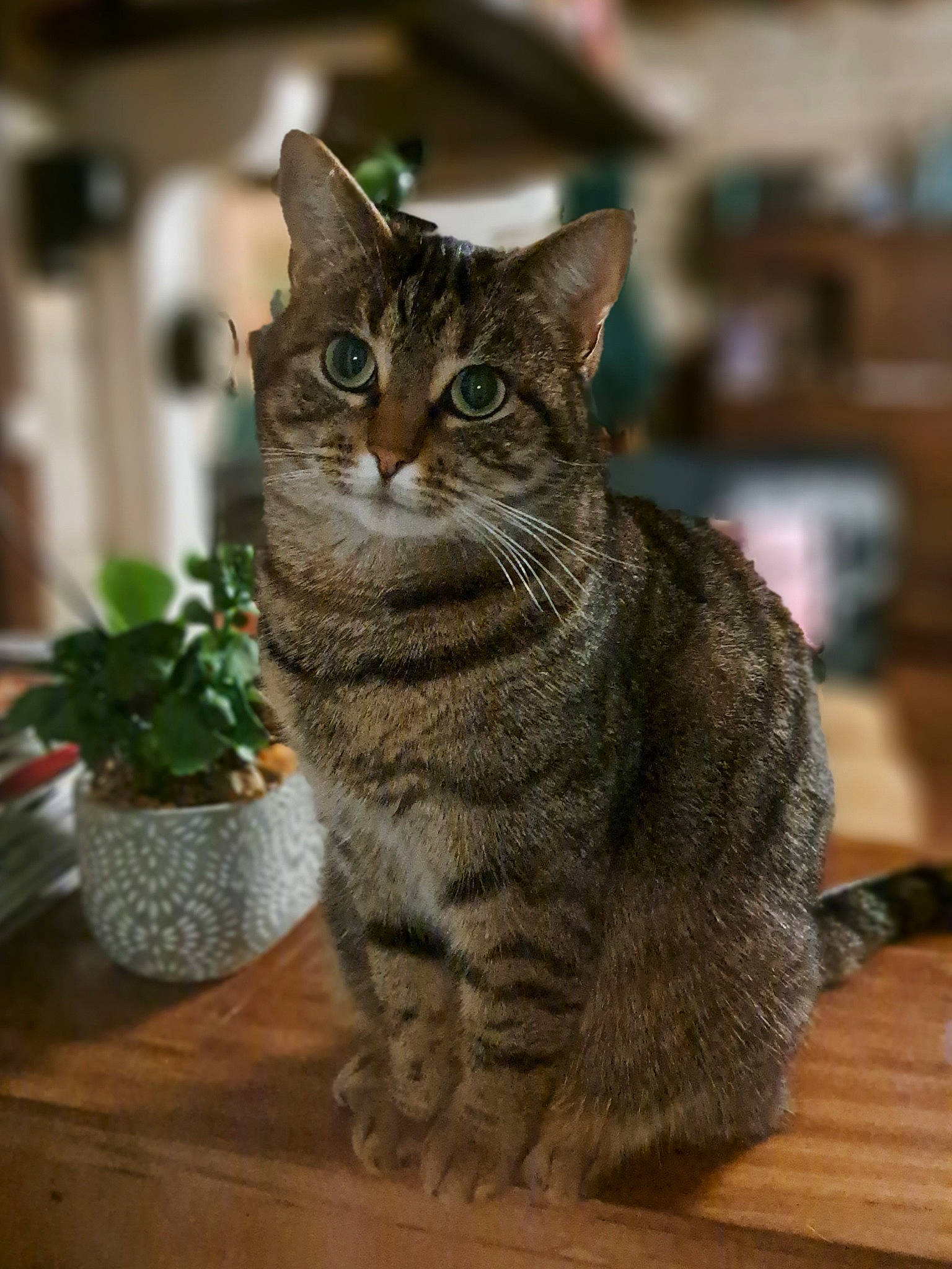 Réglisse a rejoint le concours — aidez-le/la à gagner de superbes lots ! carnivore, cat, domestic_short_haired_cat, felidae, flowerpot, fur, grey, hardwood, houseplant, plant, sitting, small_to_medium_sized_cats, snout, table, tail, terrestrial_animal, whiskers, wildlife, window, wood