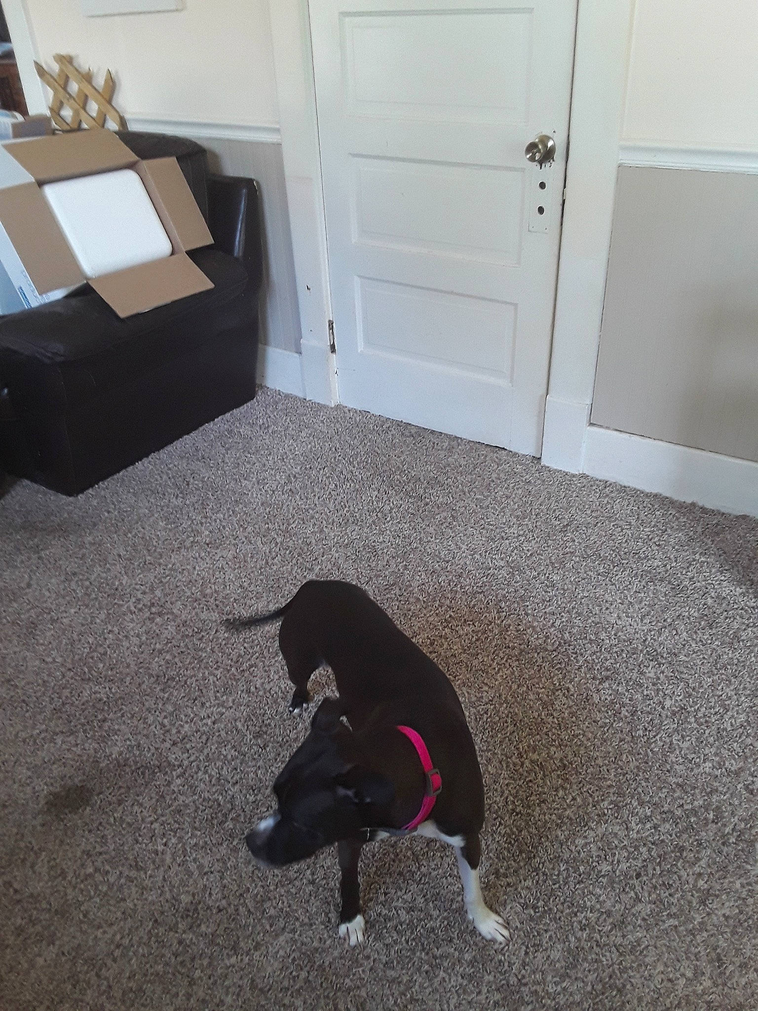 Dharma joined the competition — help win amazing prizes! black, boston_terrier, canidae, carnivore, carpet, design, dog, dog_breed, floor, flooring, hardwood, house, laminate_flooring, puppy, room, sporting_group, table, tail, tile, wood