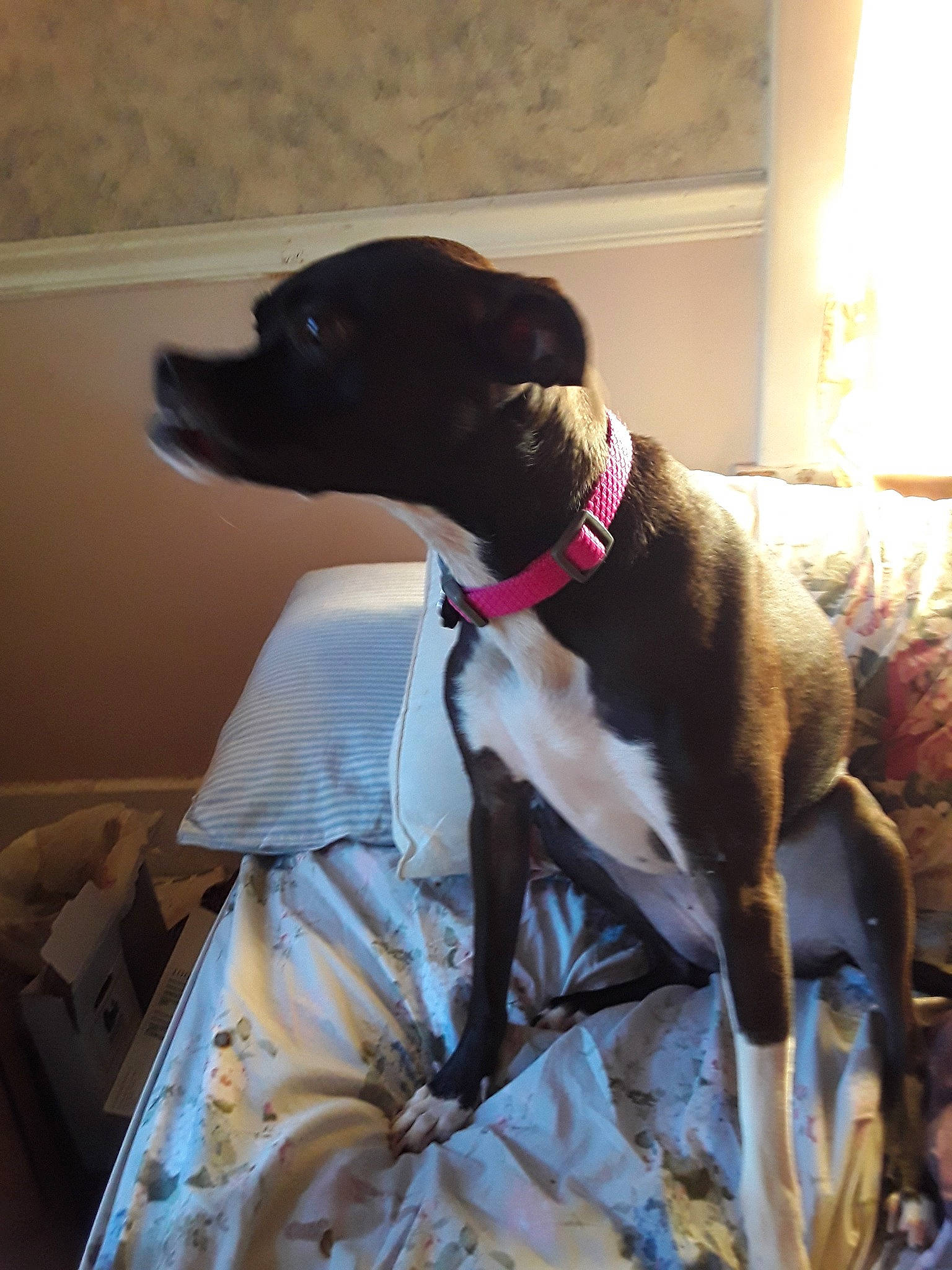 Dharma joined the competition — help win amazing prizes! american_pit_bull_terrier, american_staffordshire_terrier, canidae, carnivore, collar, companion_dog, dog, dog_breed, dog_collar, fawn, feist, non_sporting_group, pit_bull, pointer, snout, sporting_group, tail