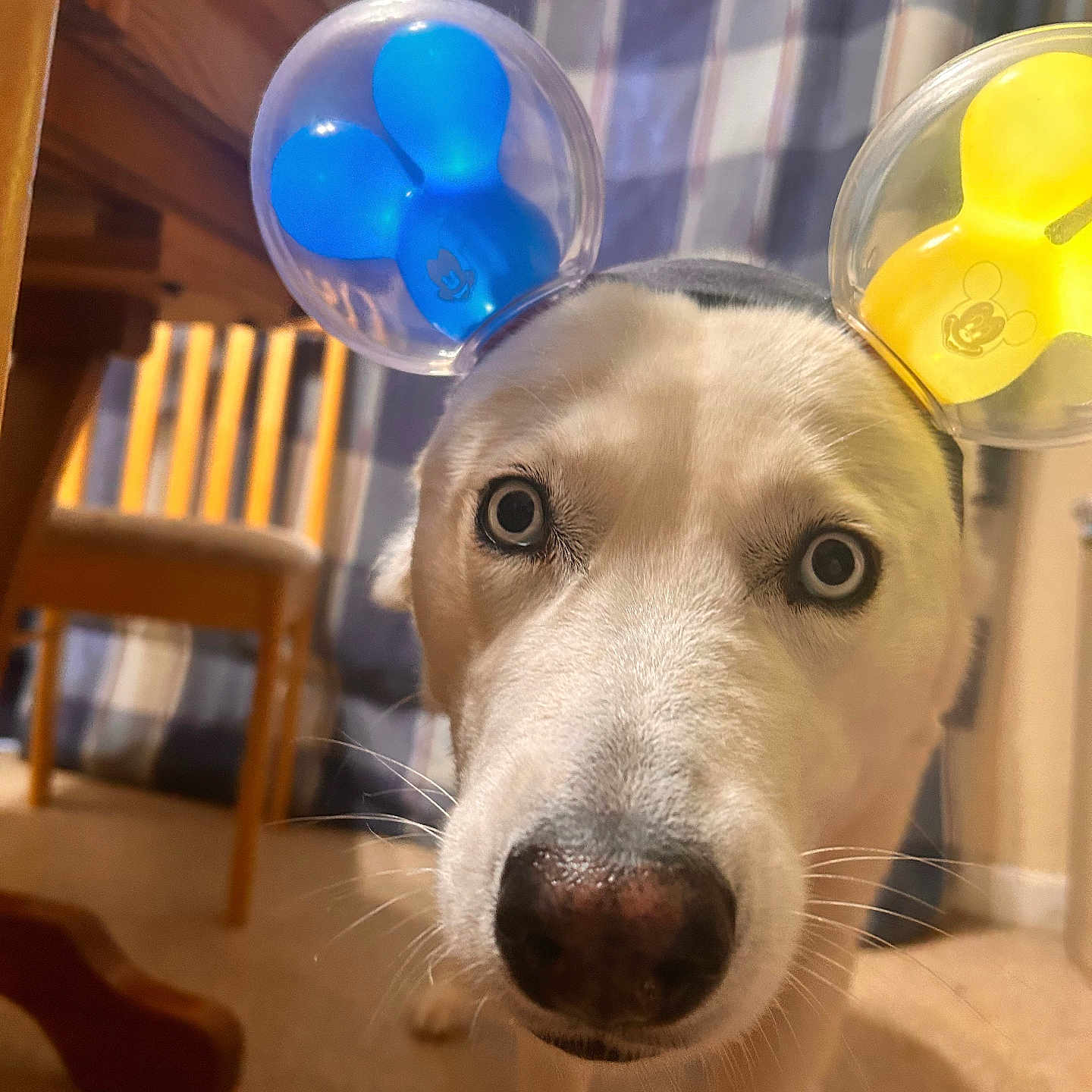 Lilly is registered to the contest to win money with this photo: animal, ball, balloon, canine, dog, football, furniture, hardwood, hound, husky, indoors, pet, plywood, puppy, soccer, soccerball, sphere, sport, table, wood