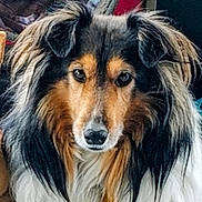 Sue Swift joined the competition — help win amazing prizes! dog, shetland_sheepdog, collie, long_hair, fluffy, tricolor, black_and_tan, white_fur, portrait, close_up, animal, pet, canine, face, ears, eyes, nose, indoors, phone_screenshot, photography