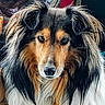 dog, shetland_sheepdog, collie, long_hair, fluffy, tricolor, black_and_tan, white_fur, portrait, close_up, animal, pet, canine, face, ears, eyes, nose, indoors, phone_screenshot, photography