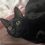 Midnight joined the competition — help win amazing prizes! cat, black_cat, pet, animal, feline, yellow_eyes, whiskers, collar, bed, pink_sheet, indoor, close_up, lying_down, curious, soft_texture, fur, portrait, domestic_animal, relaxed, looking