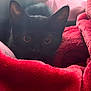 Midnight is registered to the contest to win money with this photo: black_cat, cat, pet, animal, blanket, red_blanket, cozy, indoor, fur, ears, eyes, cute, feline, soft_texture, resting, close_up, comfort, warmth, hidden, curious