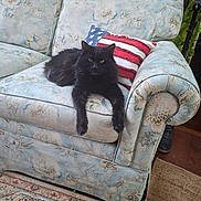 Blackie Chan is registered to the contest to win money with this photo: cat, black_cat, pet, sofa, couch, american_flag_pillow, pillow, floral_upholstery, living_room, rug, carpet, front_paws, green_eyes, relaxed, indoor, furniture, domestic_cat, plant, boot, portrait