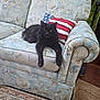 cat, black_cat, pet, sofa, couch, american_flag_pillow, pillow, floral_upholstery, living_room, rug, carpet, front_paws, green_eyes, relaxed, indoor, furniture, domestic_cat, plant, boot, portrait