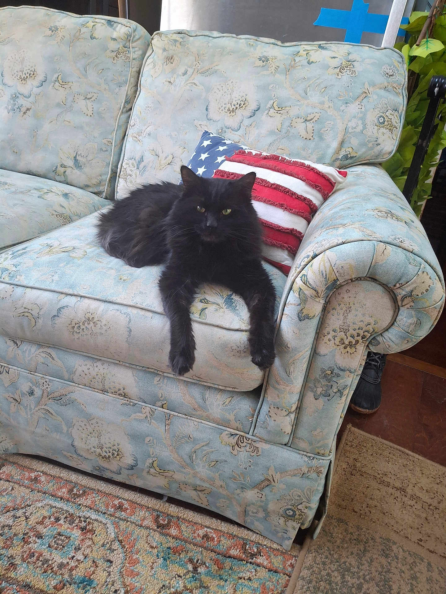 Blackie Chan is registered to the contest to win money with this photo: cat, black_cat, pet, sofa, couch, american_flag_pillow, pillow, floral_upholstery, living_room, rug, carpet, front_paws, green_eyes, relaxed, indoor, furniture, domestic_cat, plant, boot, portrait