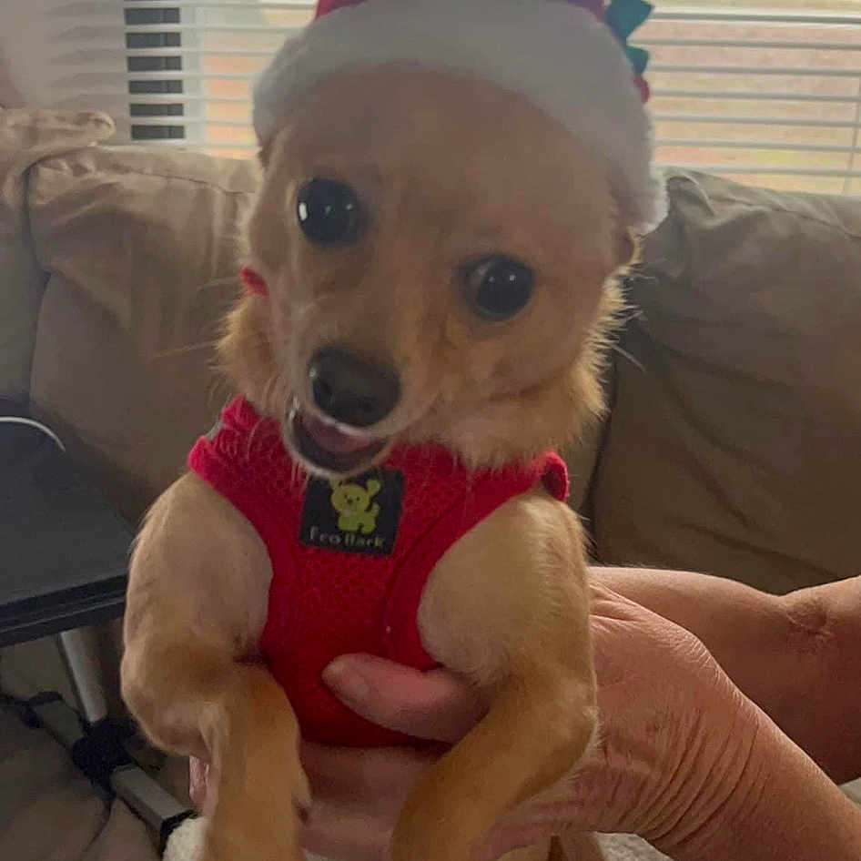 Charlie is registered to the contest to win money with this photo: cap, carnivore, chair, comfort, companion_dog, costume_hat, couch, dog, dog_breed, fawn, fedora, fur, hat, headgear, party_hat, plush, snout, tail, window, window_blind