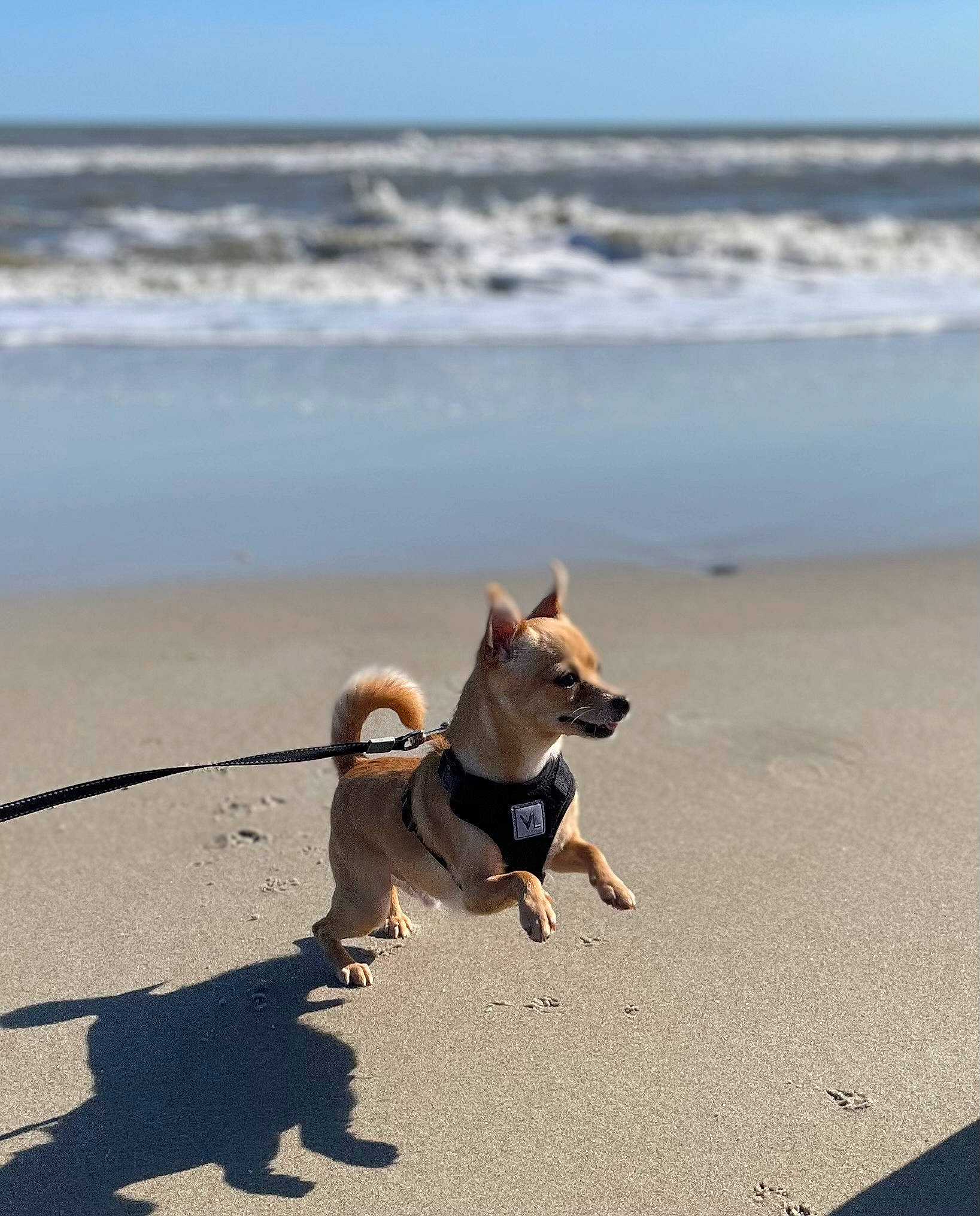Charlie is registered to the contest to win money with this photo: beach, canidae, carnivore, collar, companion_dog, dog, dog_breed, fawn, horizon, ocean, shadow, sky, snout, sporting_group, tail, toy_dog, water, wind_wave, wood, working_animal