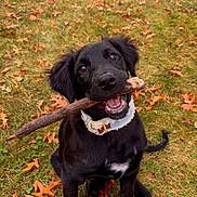 Jade is registered to the contest to win money with this photo: animal, autumn, black_dog, canine, collar, cute, dog, fur, grass, happy, leaves, nature, outdoor, pet, playful, puppy, sitting, stick, tongue, young_dog