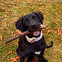 animal, autumn, black_dog, canine, collar, cute, dog, fur, grass, happy, leaves, nature, outdoor, pet, playful, puppy, sitting, stick, tongue, young_dog