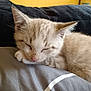 Bounty participe au concours pour gagner de l'argent avec cette photo : kitten, cat, sleeping, resting, fur, closeup, cute, domestic_animal, pet, whiskers, nose, ear, cozy, indoor, cushion, soft, relaxing, animal, feline, young
