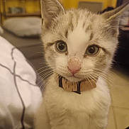 Bounty participe au concours pour gagner de l'argent avec cette photo : kitten, cat, close_up, collar, indoor, pet, animal, fur, whiskers, cute, curious, young, eyes, nose, face, domestic, feline, home, blurred_background, soft_lighting