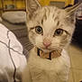 kitten, cat, close_up, collar, indoor, pet, animal, fur, whiskers, cute, curious, young, eyes, nose, face, domestic, feline, home, blurred_background, soft_lighting