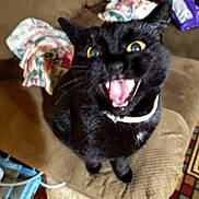 Alley is registered to the contest to win money with this photo: cat, black_cat, pet, animal, feline, open_mouth, tongue, yellow_eyes, fur, collar, sitting, couch, sofa, indoor, living_room, blanket, clothing, carpet, funny, portrait