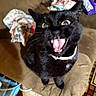 cat, black_cat, pet, animal, feline, open_mouth, tongue, yellow_eyes, fur, collar, sitting, couch, sofa, indoor, living_room, blanket, clothing, carpet, funny, portrait