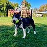 Teddy joined the competition — help win amazing prizes! dog, tennis_balls, grass, outdoor, daytime, blue_sky, trees, house, wooden_structure, pumpkin, playful, pet, animal, collar, harness, yard, sunny, greenery, fun, canine