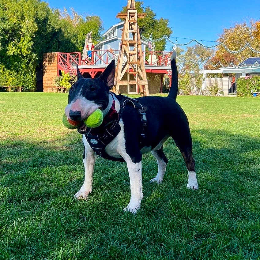 Teddy joined the competition — help win amazing prizes! dog, tennis_balls, grass, outdoor, daytime, blue_sky, trees, house, wooden_structure, pumpkin, playful, pet, animal, collar, harness, yard, sunny, greenery, fun, canine