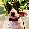 Teddy is registered to the contest to win money with this photo: dog, bull_terrier, bow_tie, christmas_tree, ornaments, holiday, festive, indoor, decorations, lights, pet, sitting, carpet, red, black, white, cute, portrait, celebration, seasonal