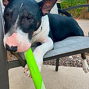 Teddy is registered to the contest to win money with this photo: dog, black_and_white, toy, green, chair, outdoor, patio, relaxed, pet, animal, snout, ears, playful, backyard, summer, daylight, canine, resting, paw, grass