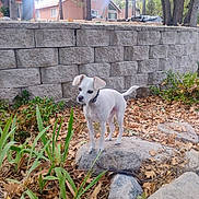 Mr. Bojangles joined the competition — help win amazing prizes! dog, white_dog, rock, leaves, plants, stone_wall, trees, outdoor, nature, yard, small_dog, collar, daylight, animal, pet, quiet, fall, ground, canine, curious