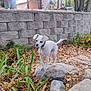 dog, white_dog, rock, leaves, plants, stone_wall, trees, outdoor, nature, yard, small_dog, collar, daylight, animal, pet, quiet, fall, ground, canine, curious