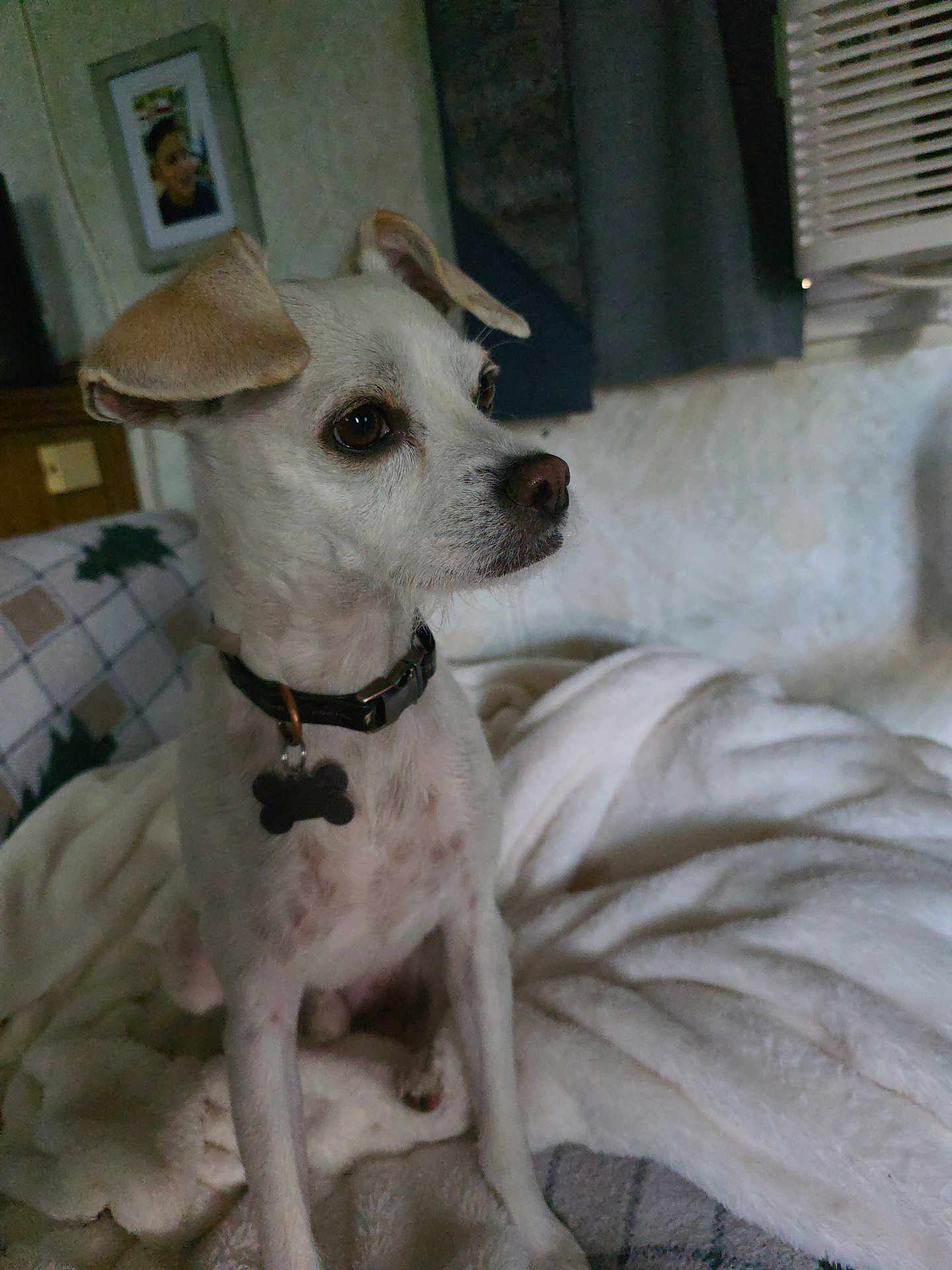 Mr. Bojangles