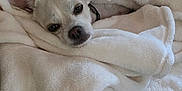 Mr. Bojangles joined the competition — help win amazing prizes! dog, blanket, cozy, white, snug, pet, fur, ears, sleepy, comfort, indoor, resting, cute, small_dog, animal, lying_down, soft_texture, wrapped, relaxed, companion