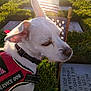 Mr. Bojangles is registered to the contest to win money with this photo: service_dog, dog, white_dog, vest, american_flag, cemetery, gravestone, grass, sunlight, outdoor, memorial, tribute, patriotic, quiet, animal, closeup, daylight, nature, ear, collar