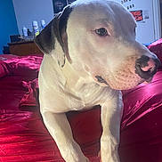Puppy joined the competition — help win amazing prizes! animal, bed, canine, closeup, comfort, dog, domestic, ears, fur, furniture, indoor, looking_away, nose, pet, portrait, red_bedspread, relaxed, resting, room, white_dog