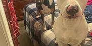 Puppy is registered to the contest to win money with this photo: accessories, animal, architecture, bag, bed, bedroom, building, bulldog, canine, couch, dog, furniture, handbag, hound, indoors, interiordesign, livingroom, pet, puppy, room