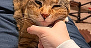 Kiki joined the competition — help win amazing prizes! cat, tortoiseshell_cat, pet, animal, sleepy, relaxed, close_up, whiskers, ears, nose, fur, brown_fur, orange_fur, chin_scratch, human_hand, bed, blanket, bedroom, indoor, cozy