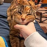 cat, tortoiseshell_cat, pet, animal, sleepy, relaxed, close_up, whiskers, ears, nose, fur, brown_fur, orange_fur, chin_scratch, human_hand, bed, blanket, bedroom, indoor, cozy