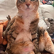 Kiki is registered to the contest to win money with this photo: cat, calico_cat, pet, animal, feline, sitting, upright, close_up, portrait, green_eyes, whiskers, ears, fur, striped_fur, white_chest, pink_nose, tail, bed, bedroom, funny_pose