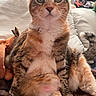 cat, calico_cat, pet, animal, feline, sitting, upright, close_up, portrait, green_eyes, whiskers, ears, fur, striped_fur, white_chest, pink_nose, tail, bed, bedroom, funny_pose