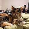 Kiki joined the competition — help win amazing prizes! cat, calico_cat, pet, feline, animal, wide_eyes, whiskers, ears, paw, fur, lying_down, blanket, bedroom, indoor, toy, figurine, portrait, close_up, relaxed, adorable