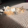 cats, cat, kitten, adult_cat, tabby, orange_cat, gray_cat, lying_down, cuddling, sunlight, sunbeam, carpet, indoor, home, relaxed, sleeping, animal, fur, whiskers, portrait