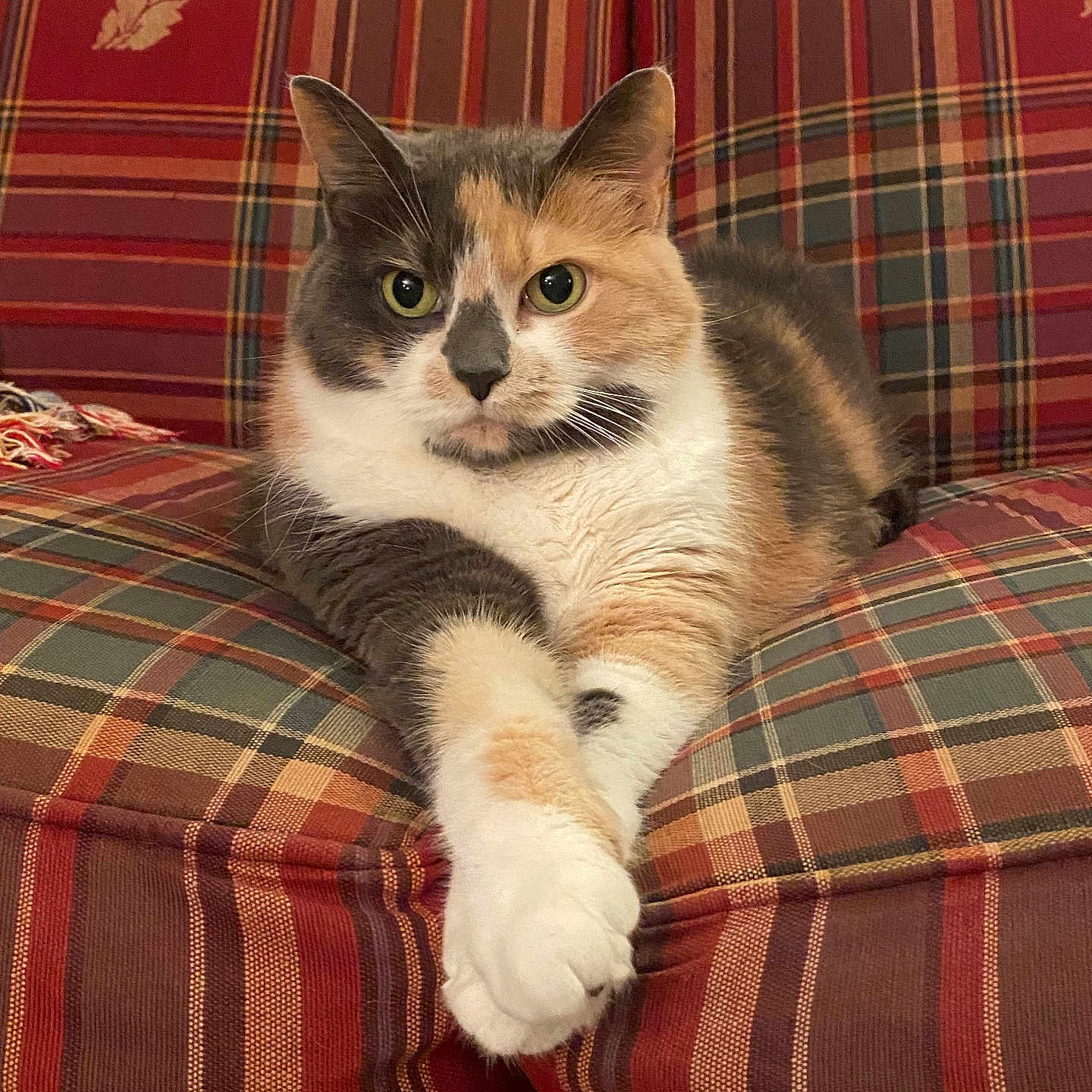 Hattie joined the competition — help win amazing prizes! animal, armchair, calico, cat, comfortable, cozy, cute, domestic, eyes, feline, fur, indoor, paw, pet, plaid, portrait, relaxed, resting, striped, whiskers