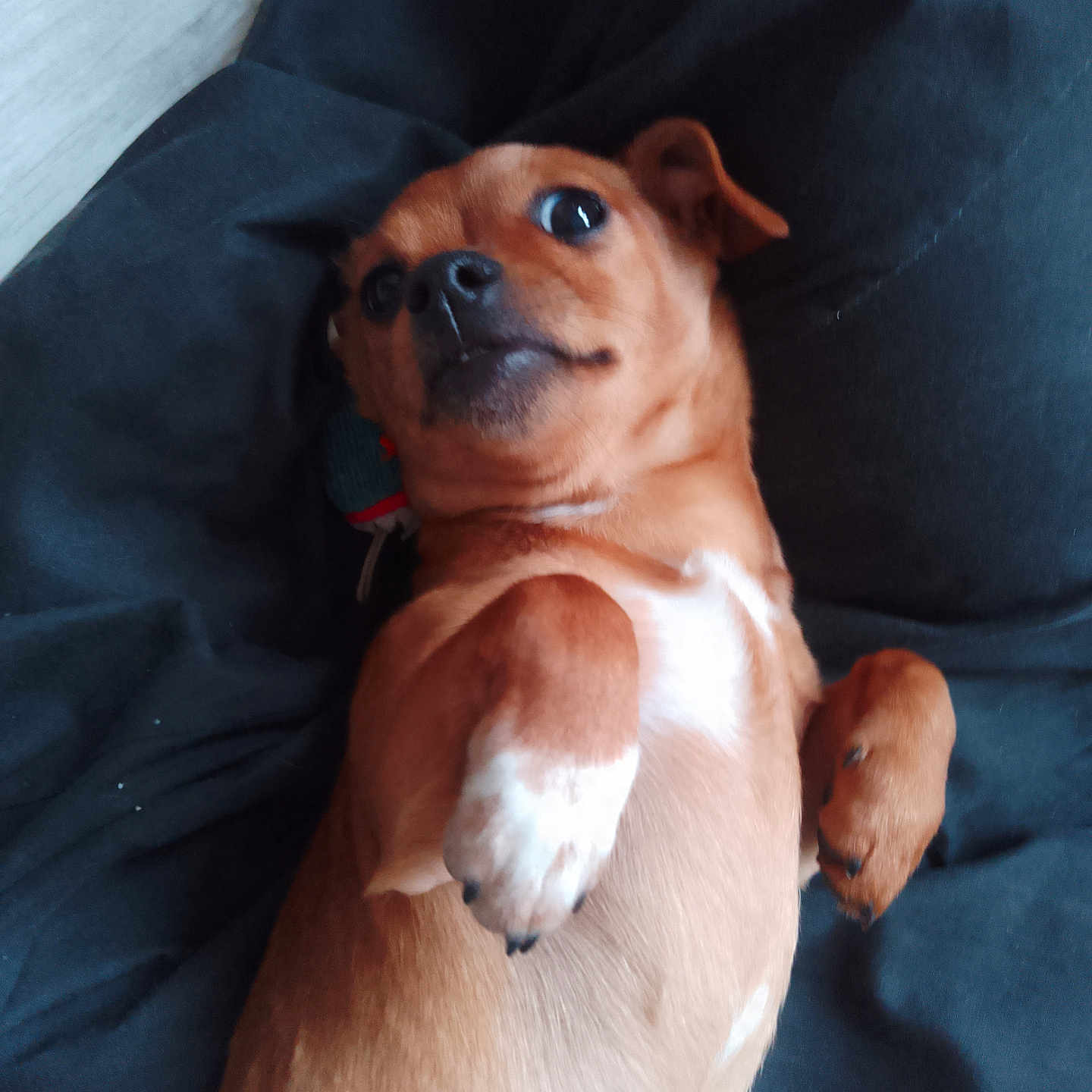 Ash participe au concours pour gagner de l'argent avec cette photo : animal, black_nose, blanket, brown_dog, canine, cute, dog, ears, fur, indoor, looking_up, lying_down, paws, pet, playful, resting, small_dog, soft_texture, white_markings, wide_eyes