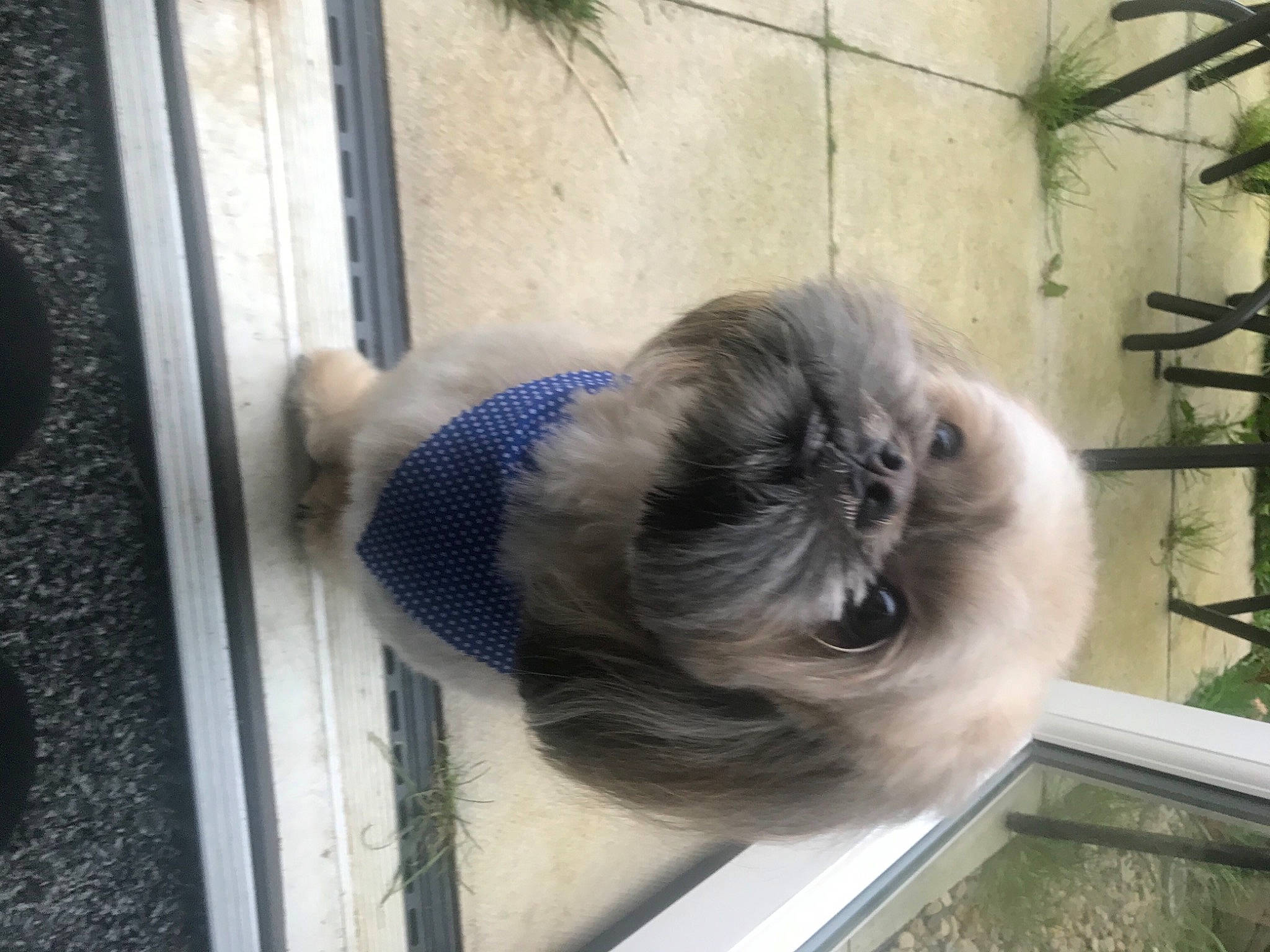 Benji is registered to the contest to win money with this photo: art, bun, canidae, carnivore, cat, companion_dog, dog_breed, electric_blue, fawn, felidae, fur, houseplant, pet_supply, plant, small_to_medium_sized_cats, snout, sporting_group, tail, whiskers