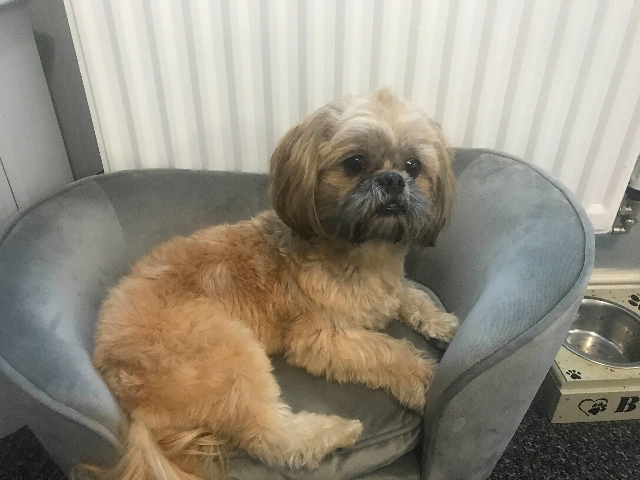 Benji joined the competition — help win amazing prizes! automotive_tire, canidae, carnivore, comfort, companion_dog, dog, dog_breed, fawn, fur, liver, mal_shi, maltepoo, motor_vehicle, shih_poo, shih_tzu, small_terrier, sporting_group, terrier, toy_dog, working_animal