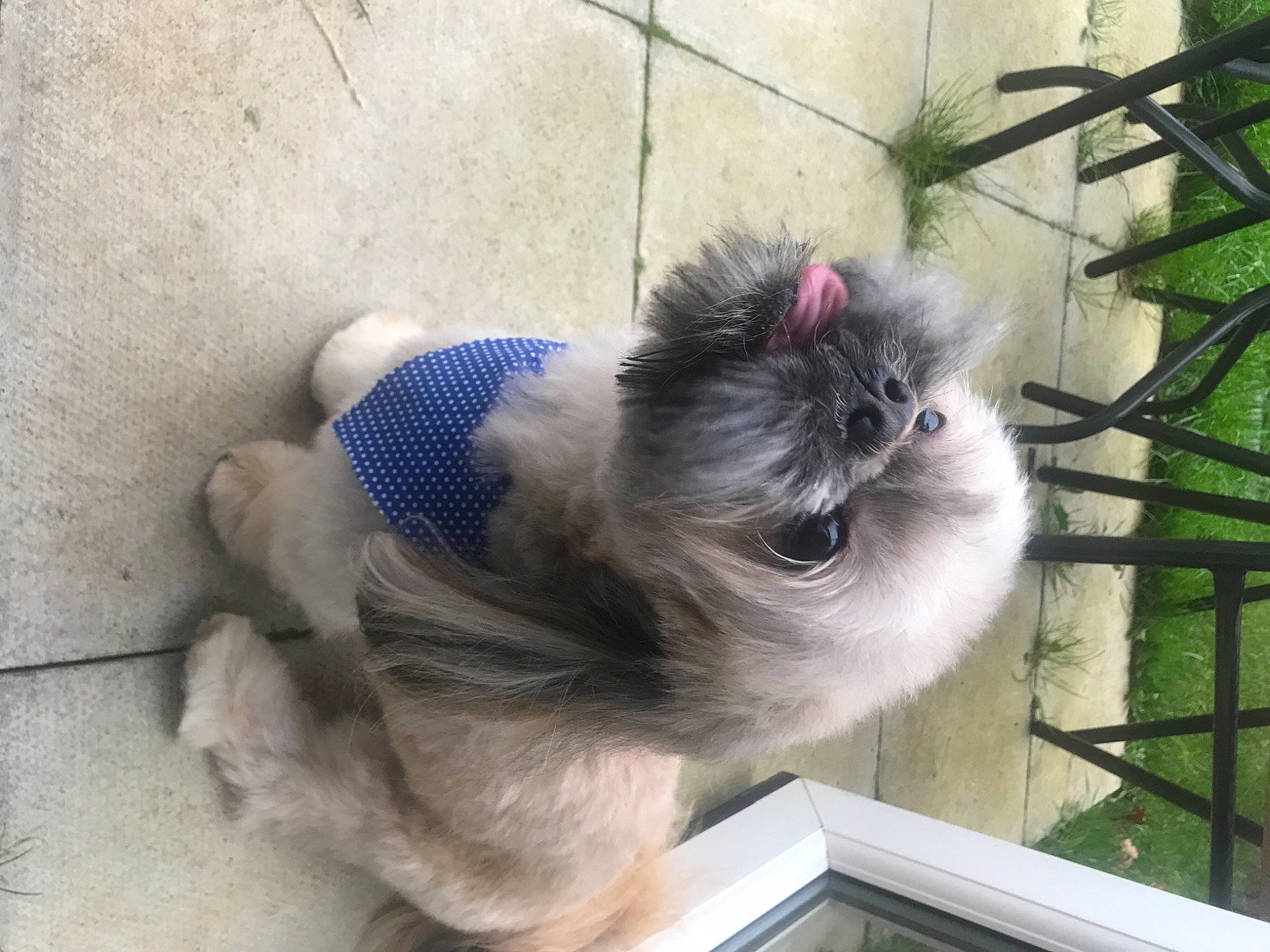 Benji joined the competition — help win amazing prizes! birman, canidae, carnivore, cat, companion_dog, dog_breed, electric_blue, fawn, felidae, fur, non_sporting_group, plant, siamese, small_to_medium_sized_cats, snout, sporting_group, tail, terrestrial_animal, whiskers, working_animal