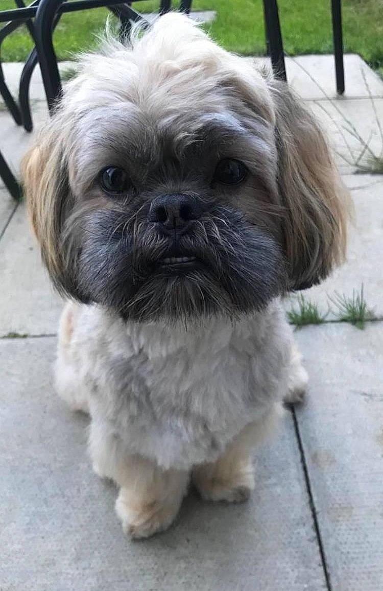 Benji is registered to the contest to win money with this photo: canidae, carnivore, companion_dog, dog, dog_breed, fawn, fur, grass, liver, maltepoo, natural_material, shih_tzu, small_terrier, snout, sporting_group, terrestrial_animal, terrier, toy_dog, working_animal, wrinkle