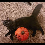 Jasmine joined the competition — help win amazing prizes! black_cat, cat, pumpkin, carpet, indoor, pet, animal, feline, orange, decoration, fall, autumn, cute, laying_down, cozy, home, fur, whiskers, tail, relaxed
