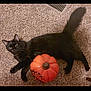 black_cat, cat, pumpkin, carpet, indoor, pet, animal, feline, orange, decoration, fall, autumn, cute, laying_down, cozy, home, fur, whiskers, tail, relaxed