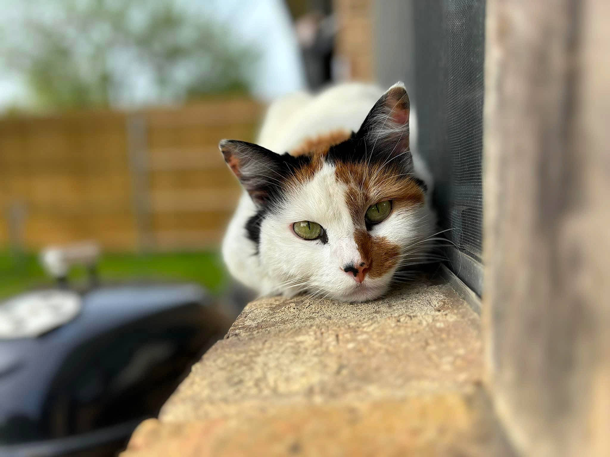 Kara is registered to the contest to win money with this photo: carnivore, cat, domestic_short_haired_cat, fawn, felidae, fur, grass, paw, plant, sitting, small_to_medium_sized_cats, snout, tail, tree, whiskers, wildlife, window, windshield, wood